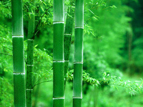 咬定青山不放松立根原在破岩中写的植物是什么
