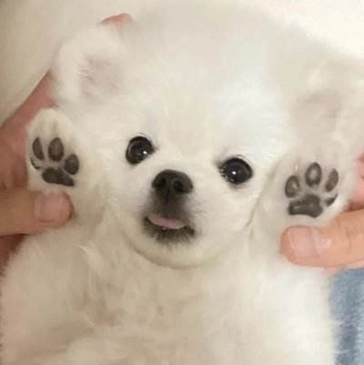 狗狗微信头像图片大全可爱18