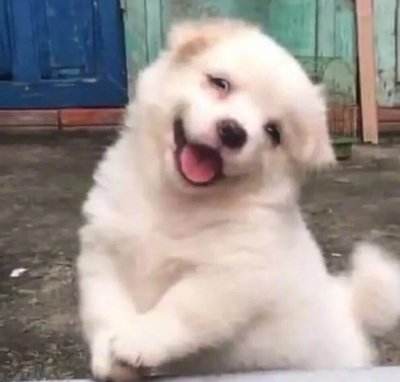 狗狗微信头像图片大全可爱9