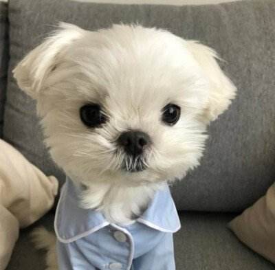 狗狗微信头像图片大全可爱11