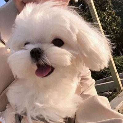 狗狗微信头像图片大全可爱8