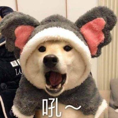 狗狗微信头像图片大全可爱5