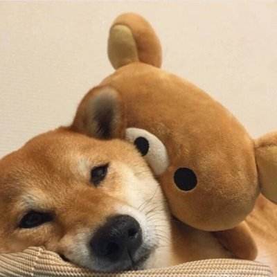 狗狗微信头像图片大全可爱21