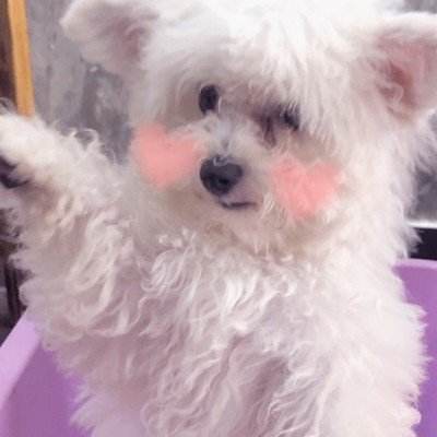 狗狗微信头像图片大全可爱15