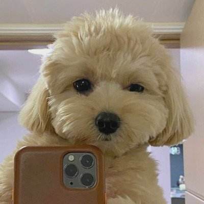 狗狗微信头像图片大全可爱22