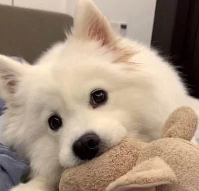 狗狗微信头像图片大全可爱20