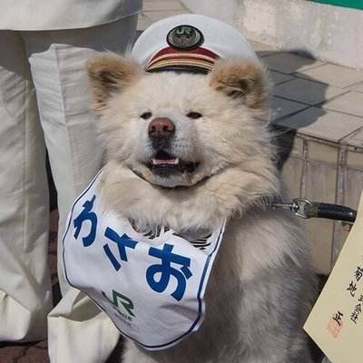 狗狗微信头像图片大全可爱17
